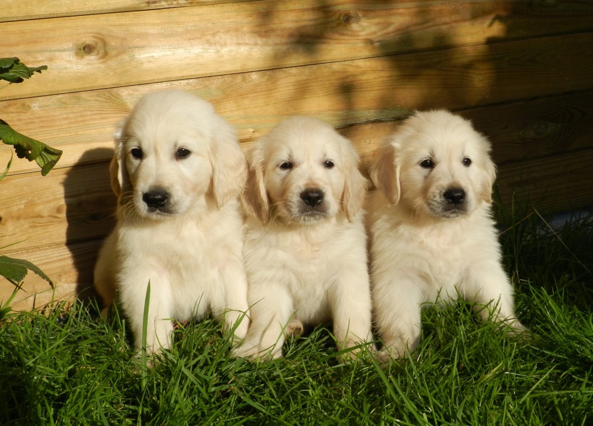 English Cream Golden Retriever goldwynns